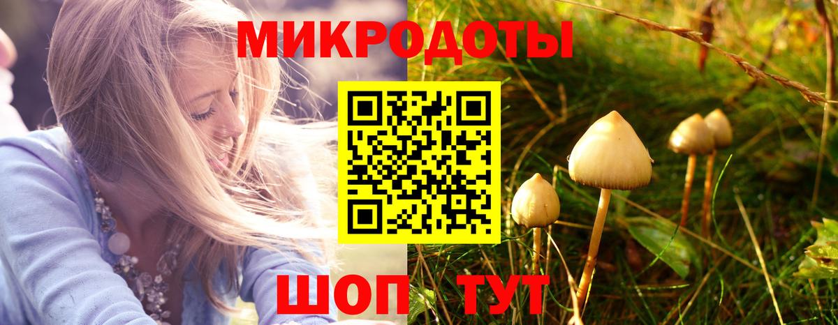 Псилоцибиновые грибы Psilocybe Лабинск